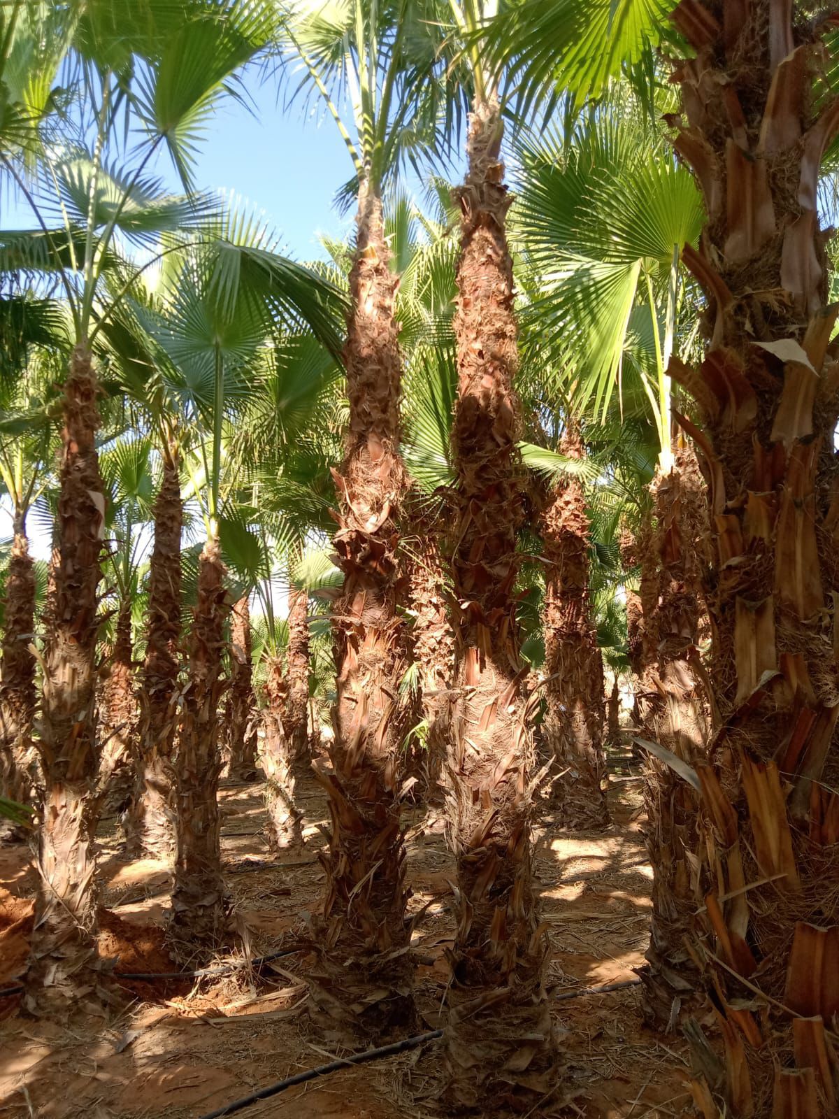 نخل واشنطني جميع انواع المقاسات