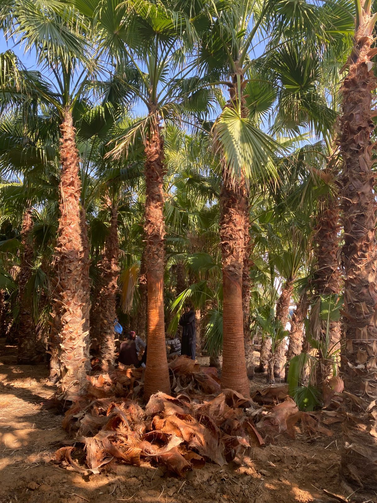 نخل واشنطن زينه أمريكي للبيع