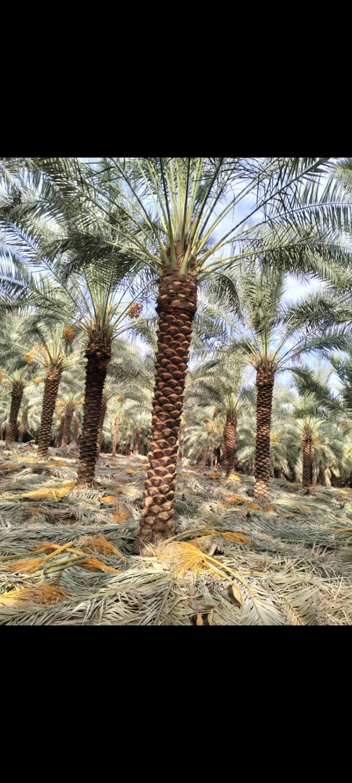 زراعه نخيل عربي واشنطني واعمال الشبوك وتوريدها