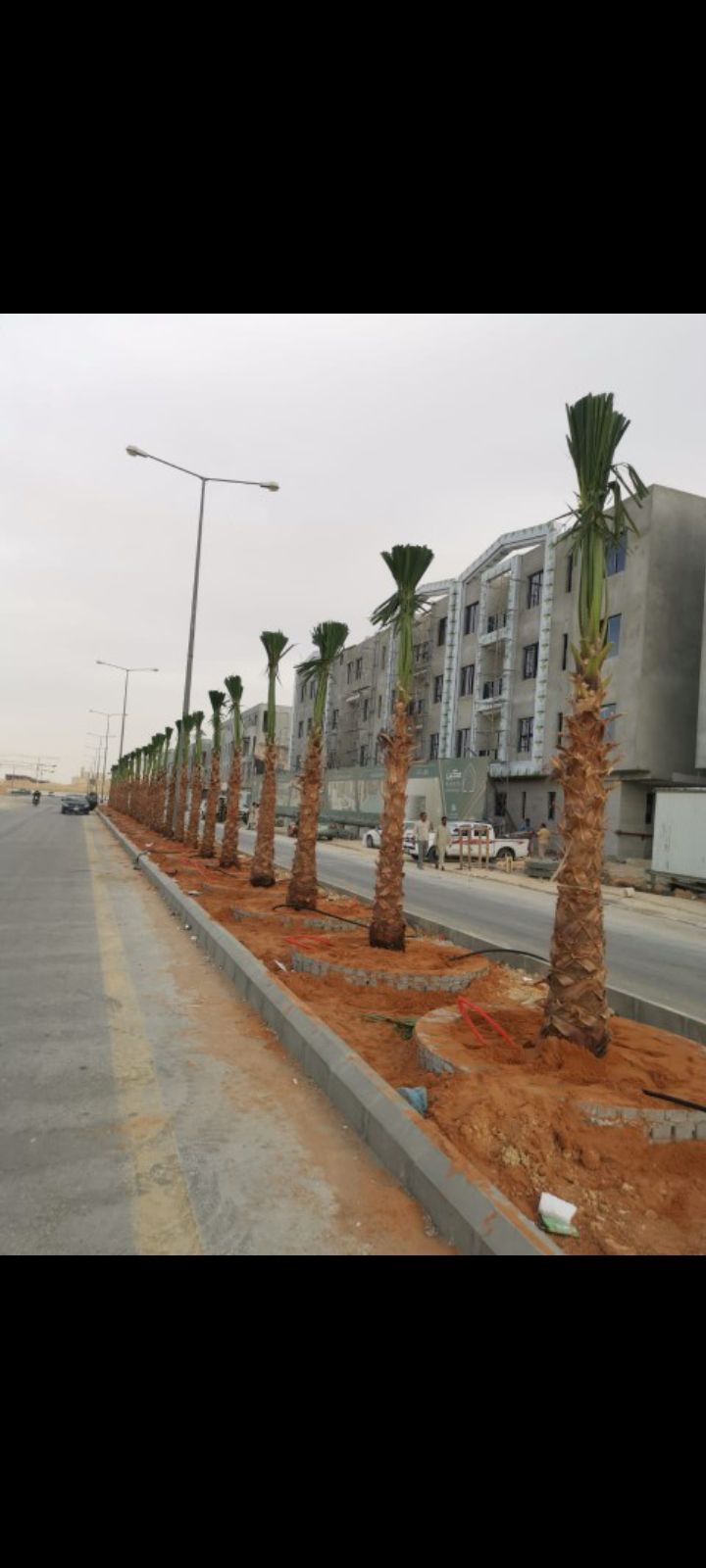 زراعه نخيل عربي واشنطني واعمال الشبوك وتوريدها