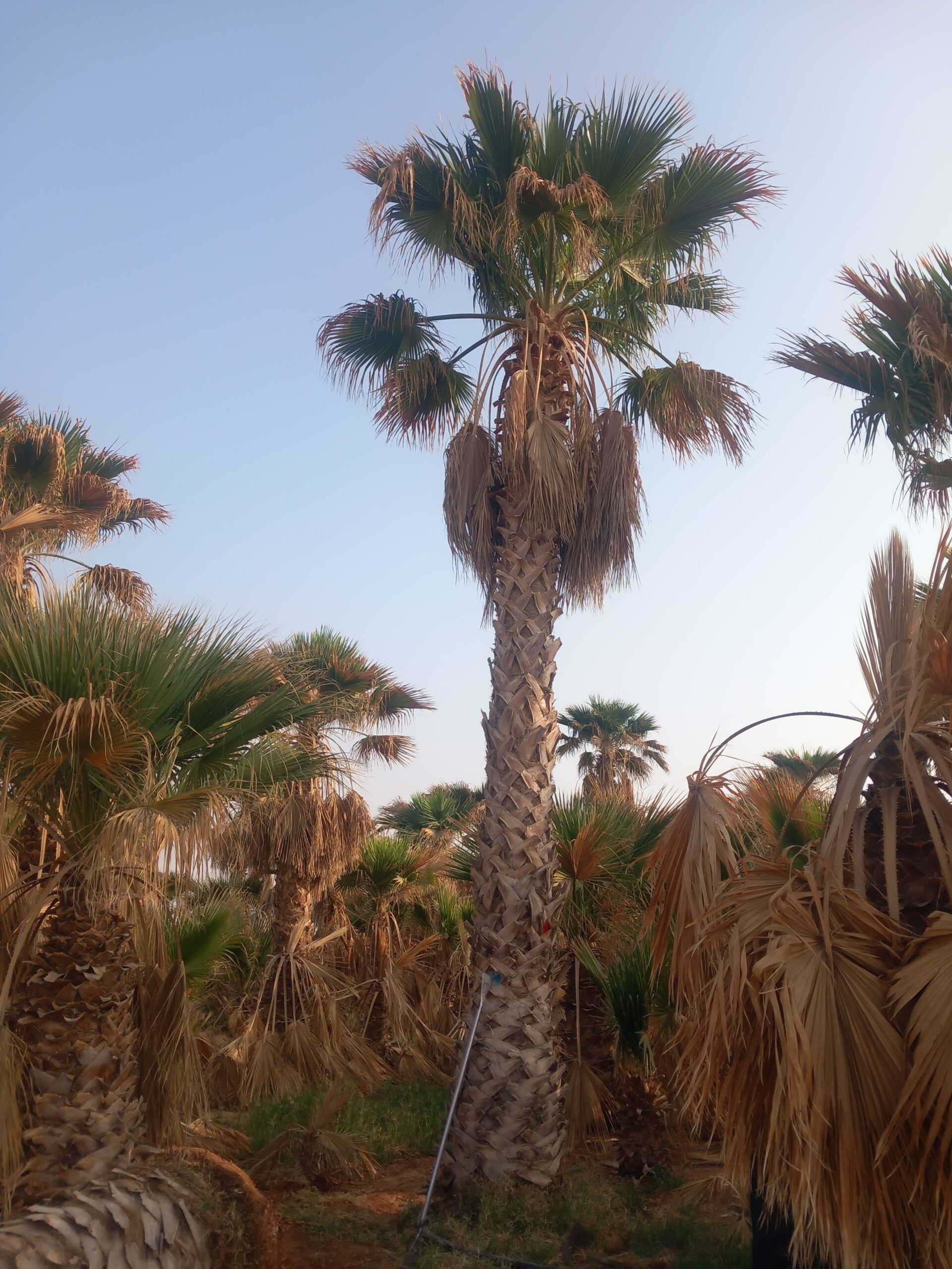 الرياض مقاولات عامه