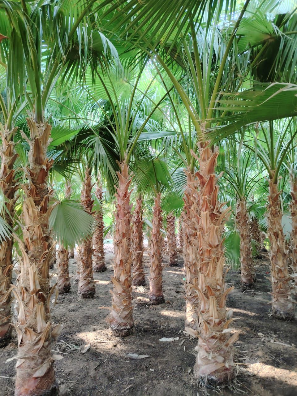 نخل واشنطني جميع انواع المقاسات