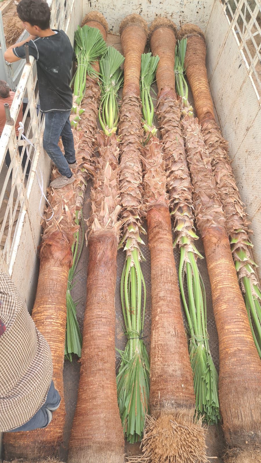 نخل واشنطن زينه أمريكي للبيع 0537883348