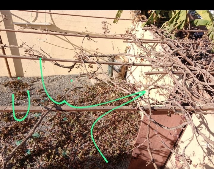 طبان نخل الجميع الشغل في النخل والتقليم العنب والت