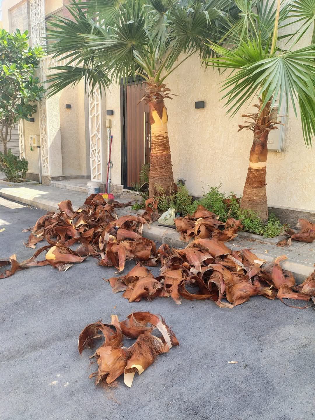 مشتل زراعي الرياض حي الملقا طريق الملك سلمان