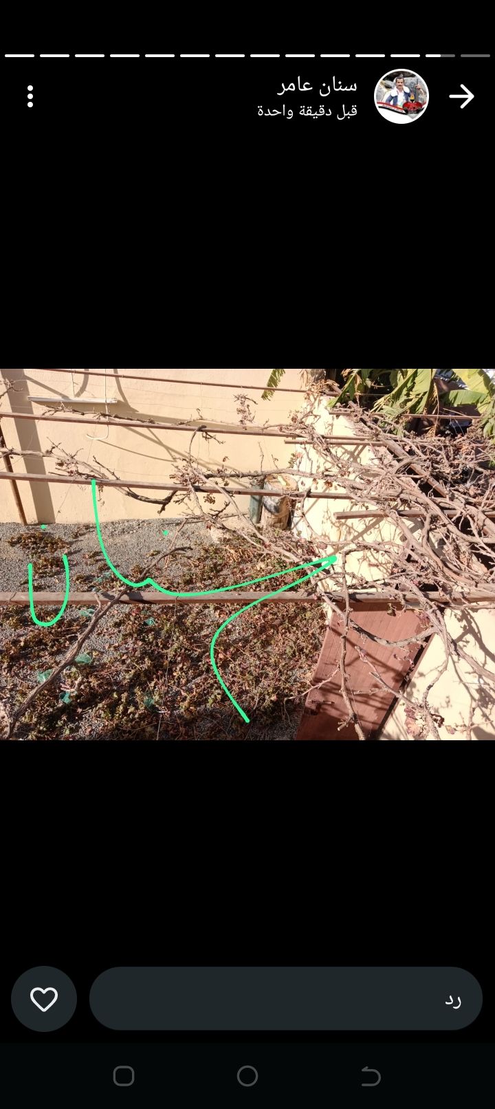 طبان نخل الجميع الشغل في النخل والتقليم العنب والت