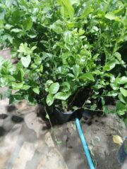 0cd09ec9-97a5-45b9-b57e-948ec6fab36e