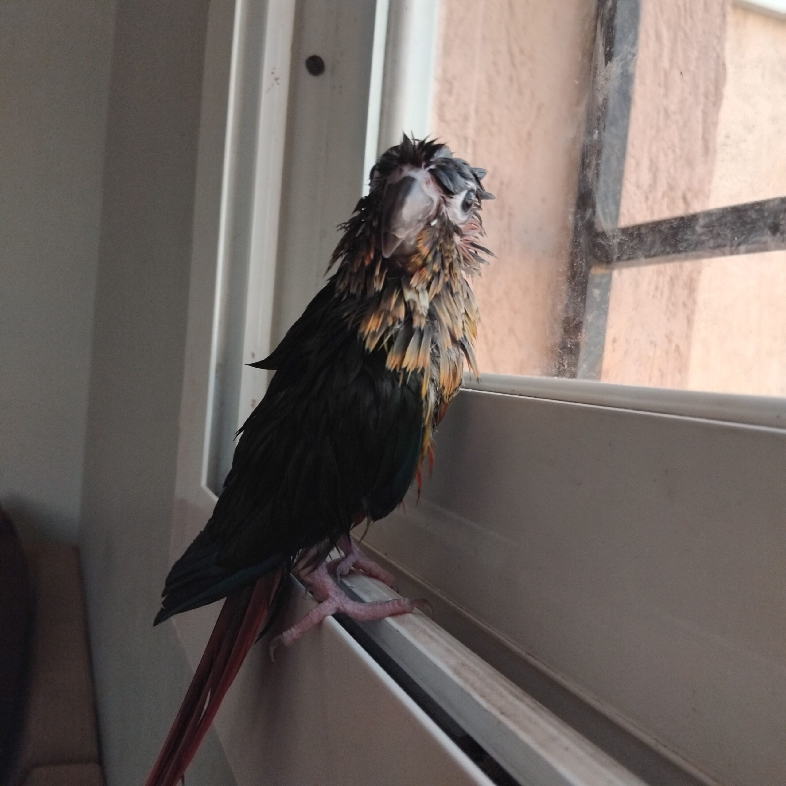 جده الرحيلي