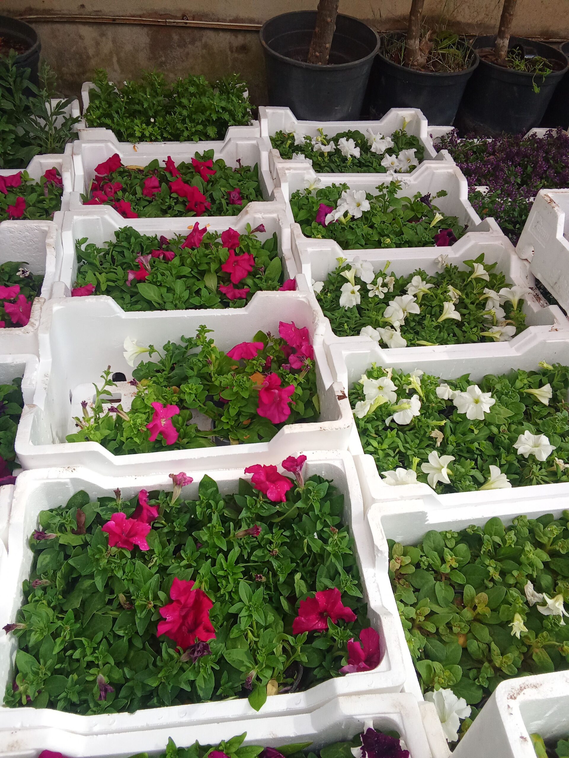 حي الملك فهد