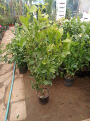 2f2f79b2-94f1-4920-9042-45e780c50882