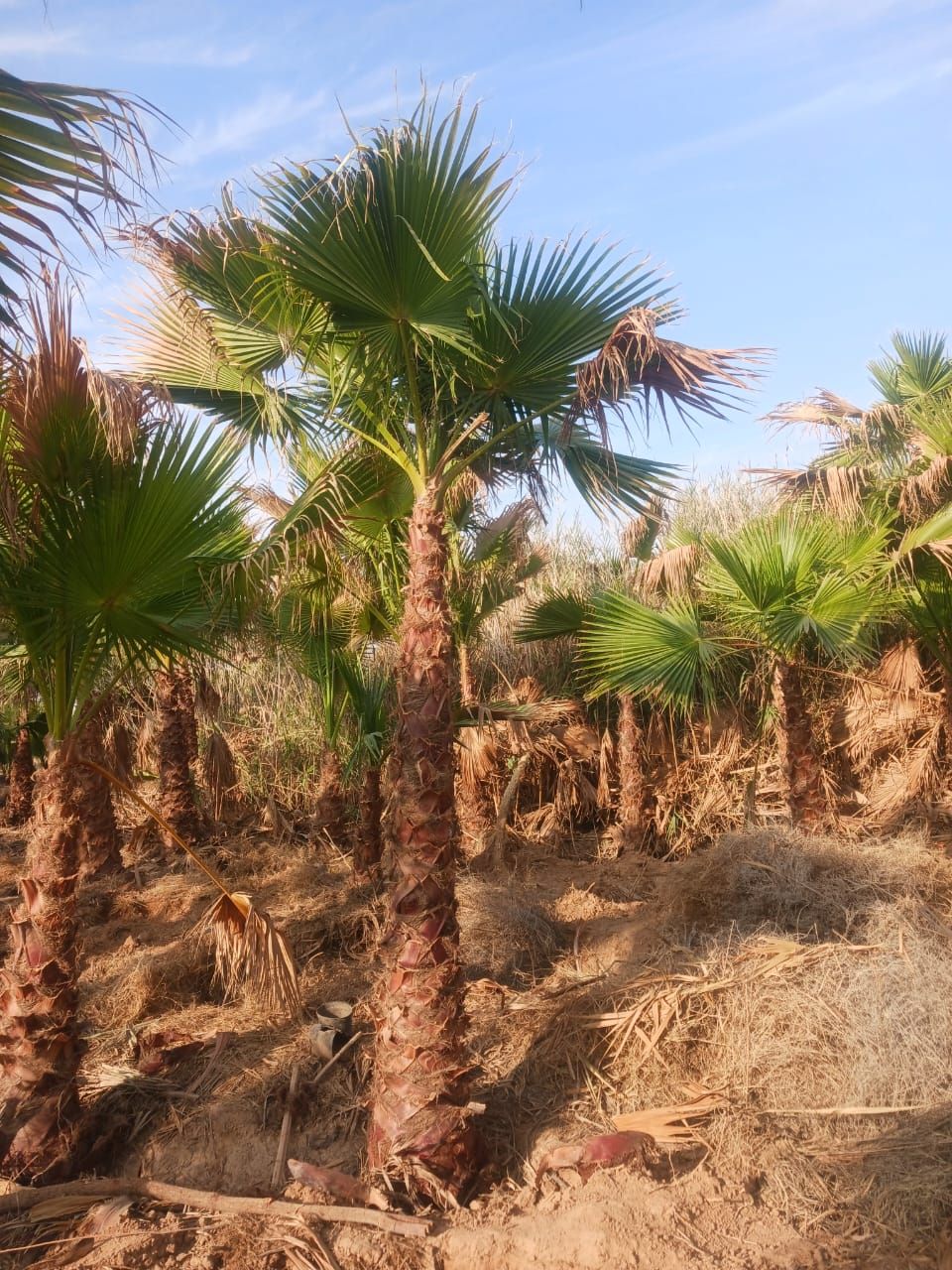 نخل واشنطن زينه أمريكي للبيع 0537883348