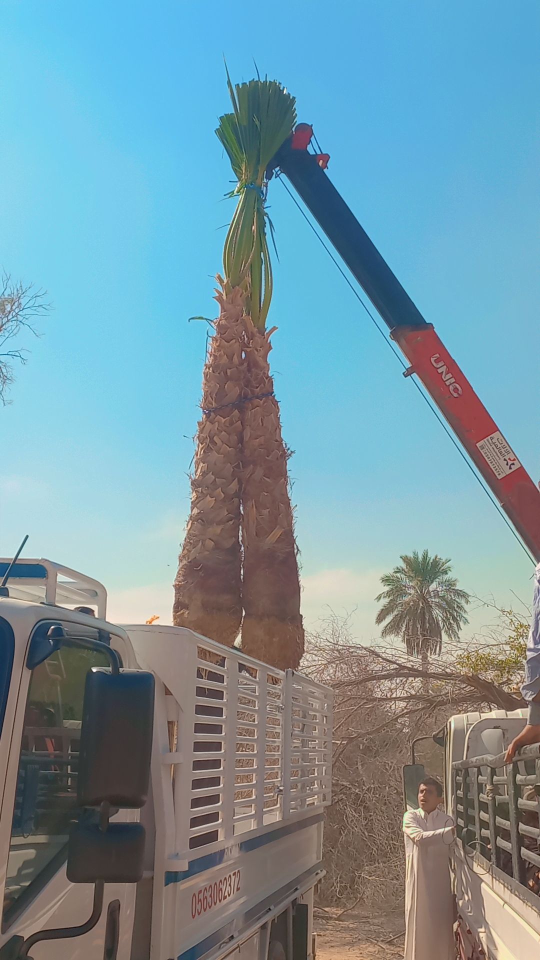 نخل واشنطن زينه أمريكي للبيع 0537883348