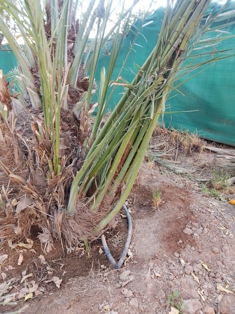 طبان نخل الجميع الشغل في النخل والتقليم العنب والت