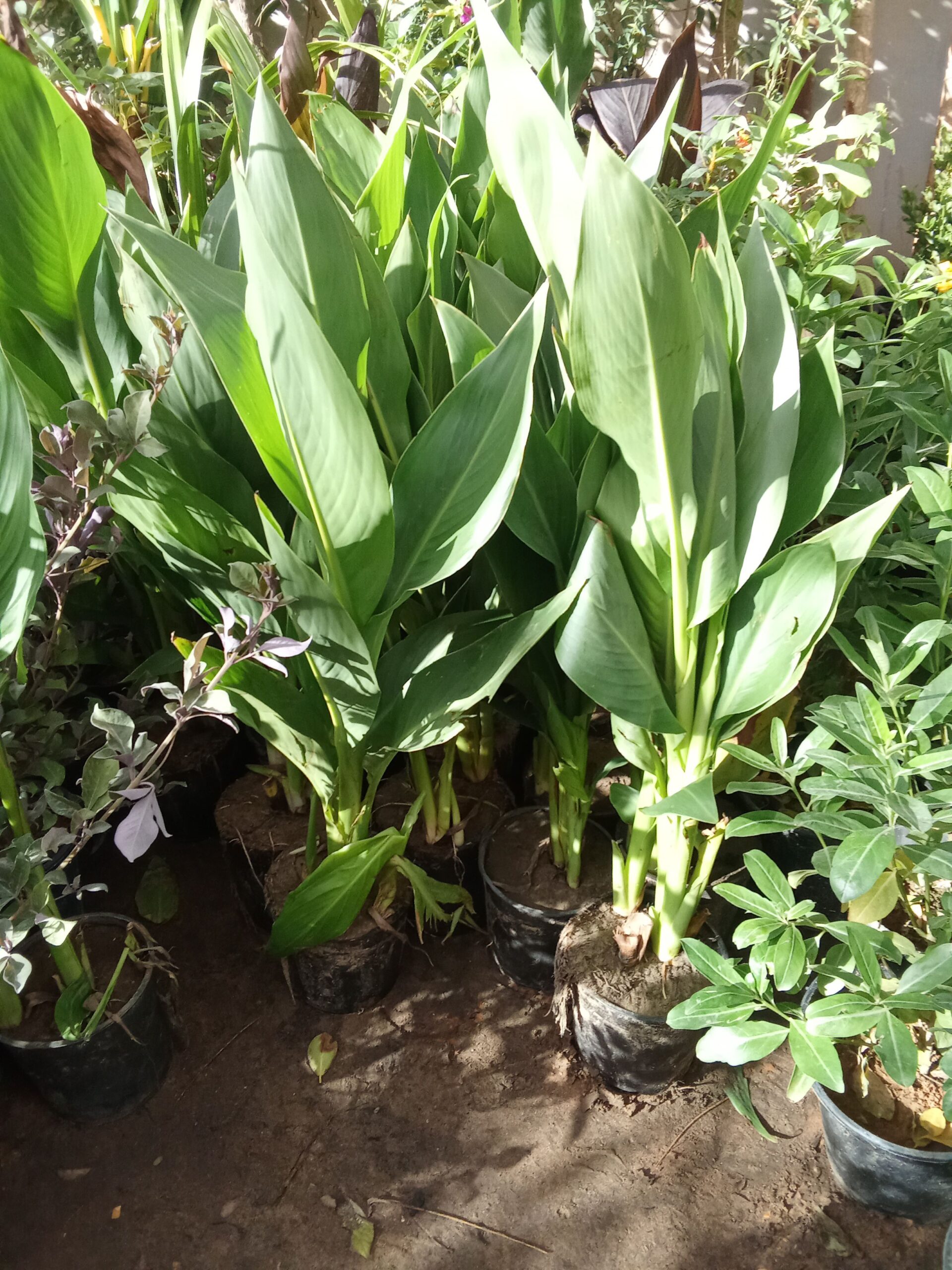 الرياض حي الملك فهد