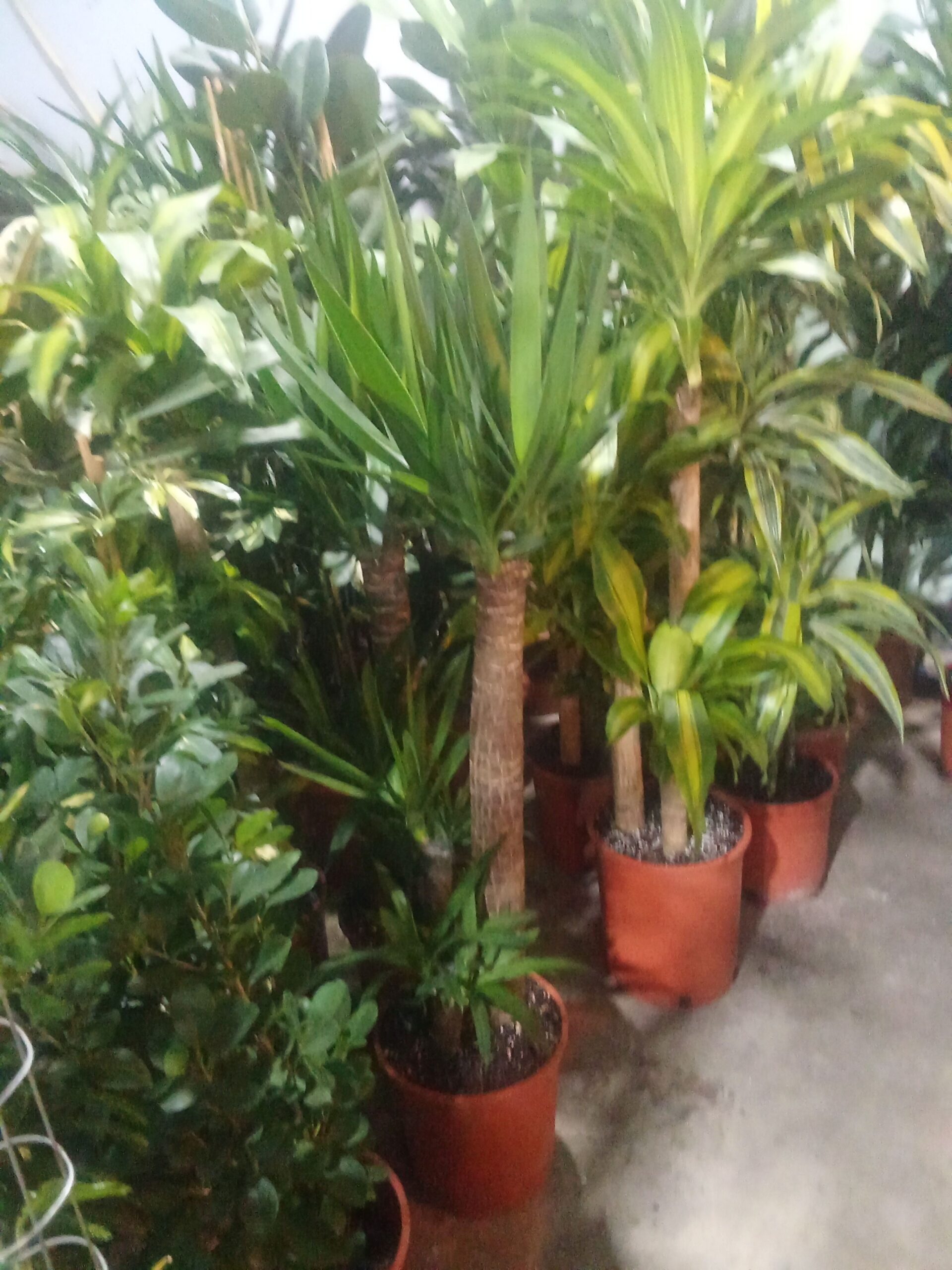 الرياض حي الملك فهد