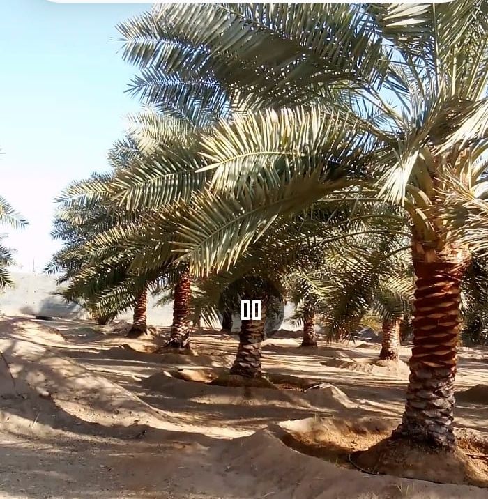 طبان نخل الجميع الشغل في النخل والتقليم العنب والت