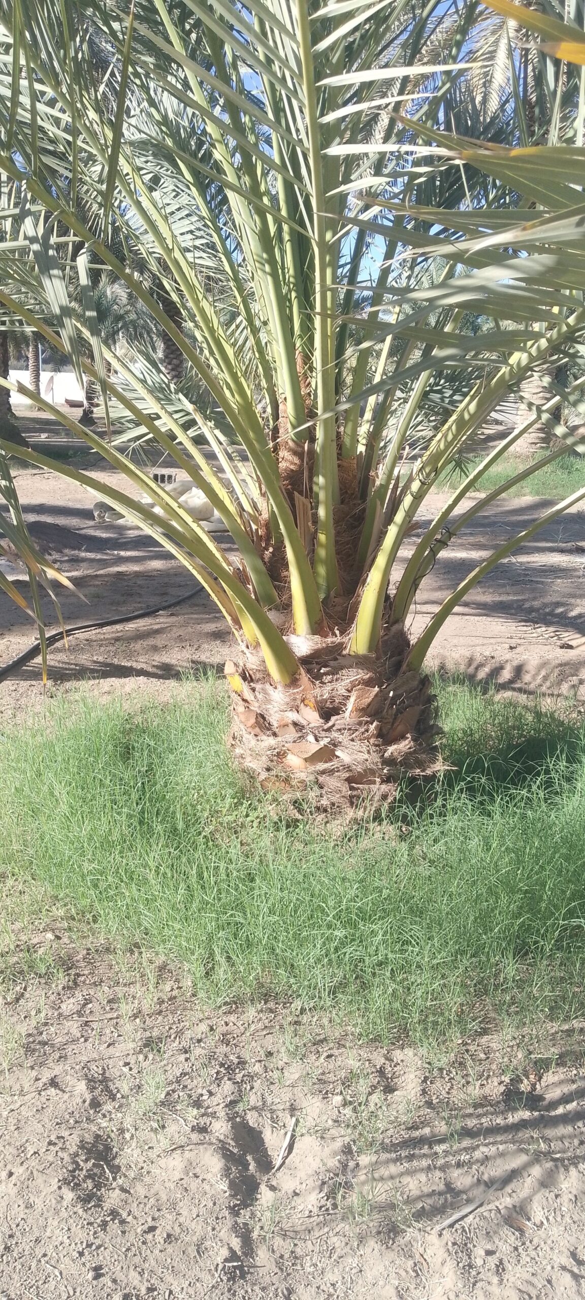 طبان نخل الجميع الشغل في النخل والتقليم العنب والت