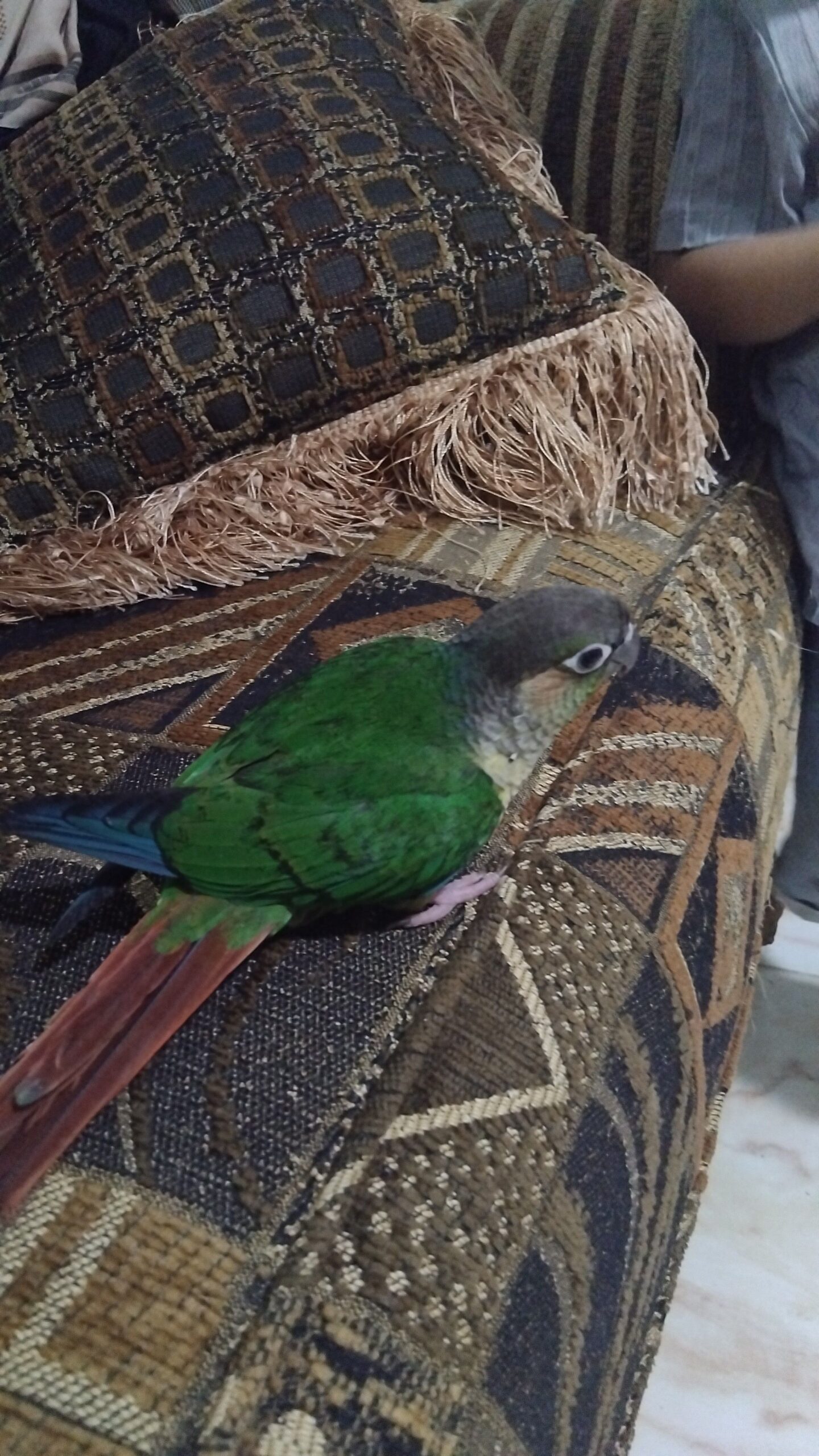 جده الرحيلي