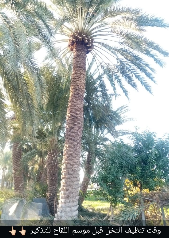 طبان نخل الجميع الشغل في النخل والتقليم العنب والت