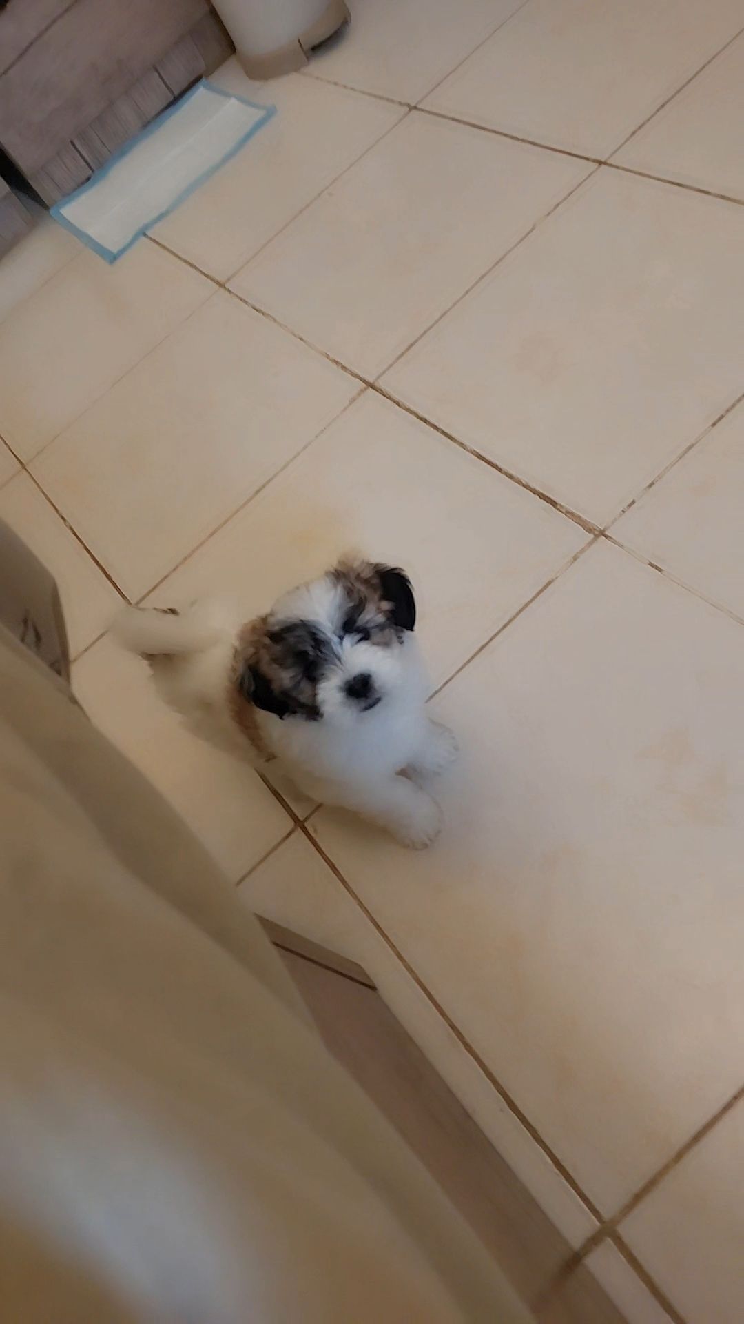 نمار العوالي