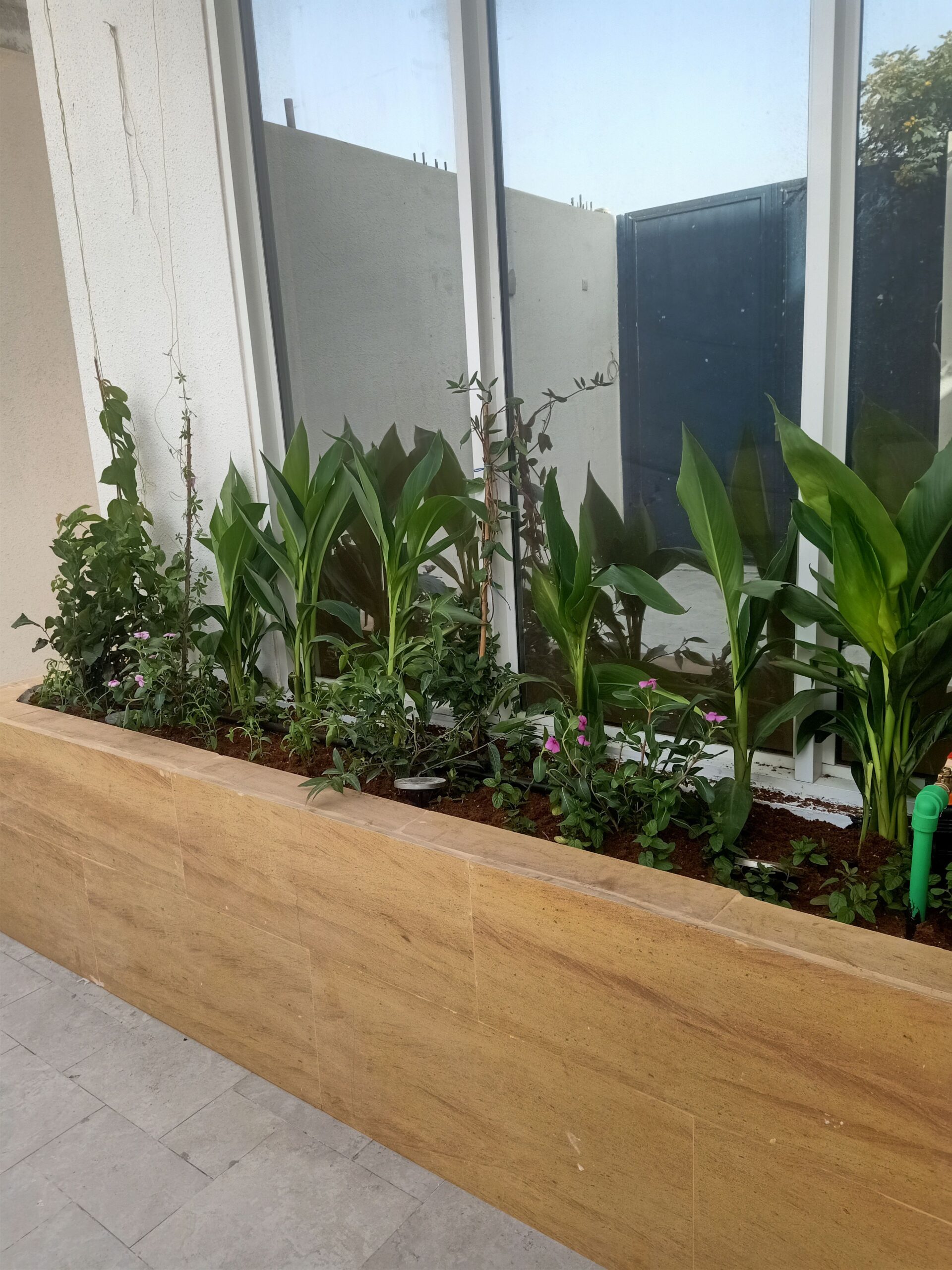 مشتل زراعي الرياض حي الملقا طريق الملك سلمان