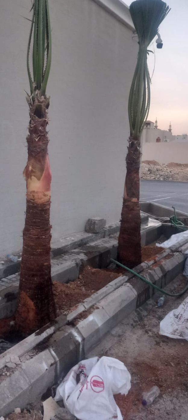 نخل مثمر للبيع توصيل شامل جميع المناطق