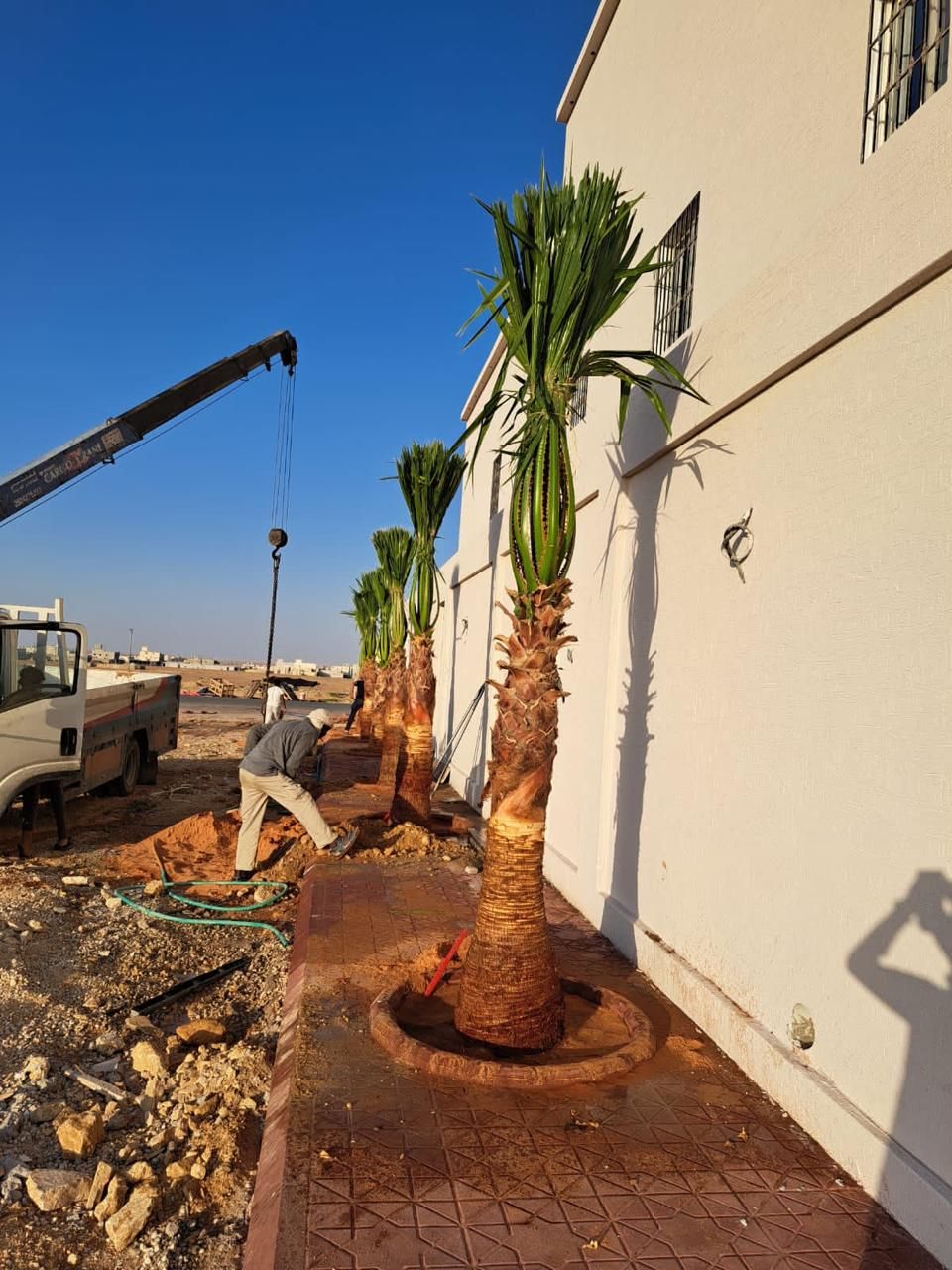 نخل واشنطن زينه أمريكي للبيع 0537883348