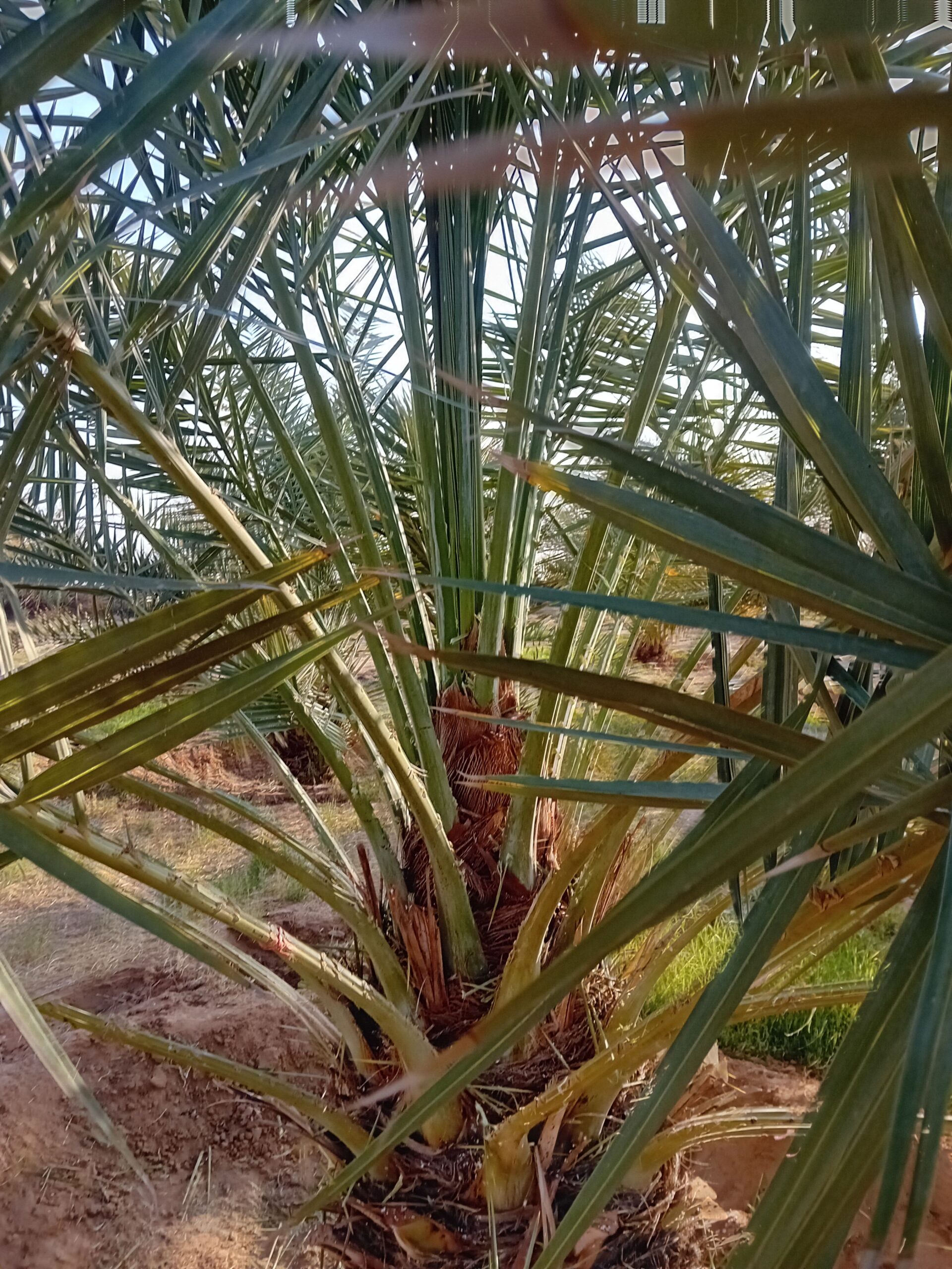 نخل مثمر للبيع توصيل شامل جميع المناطق