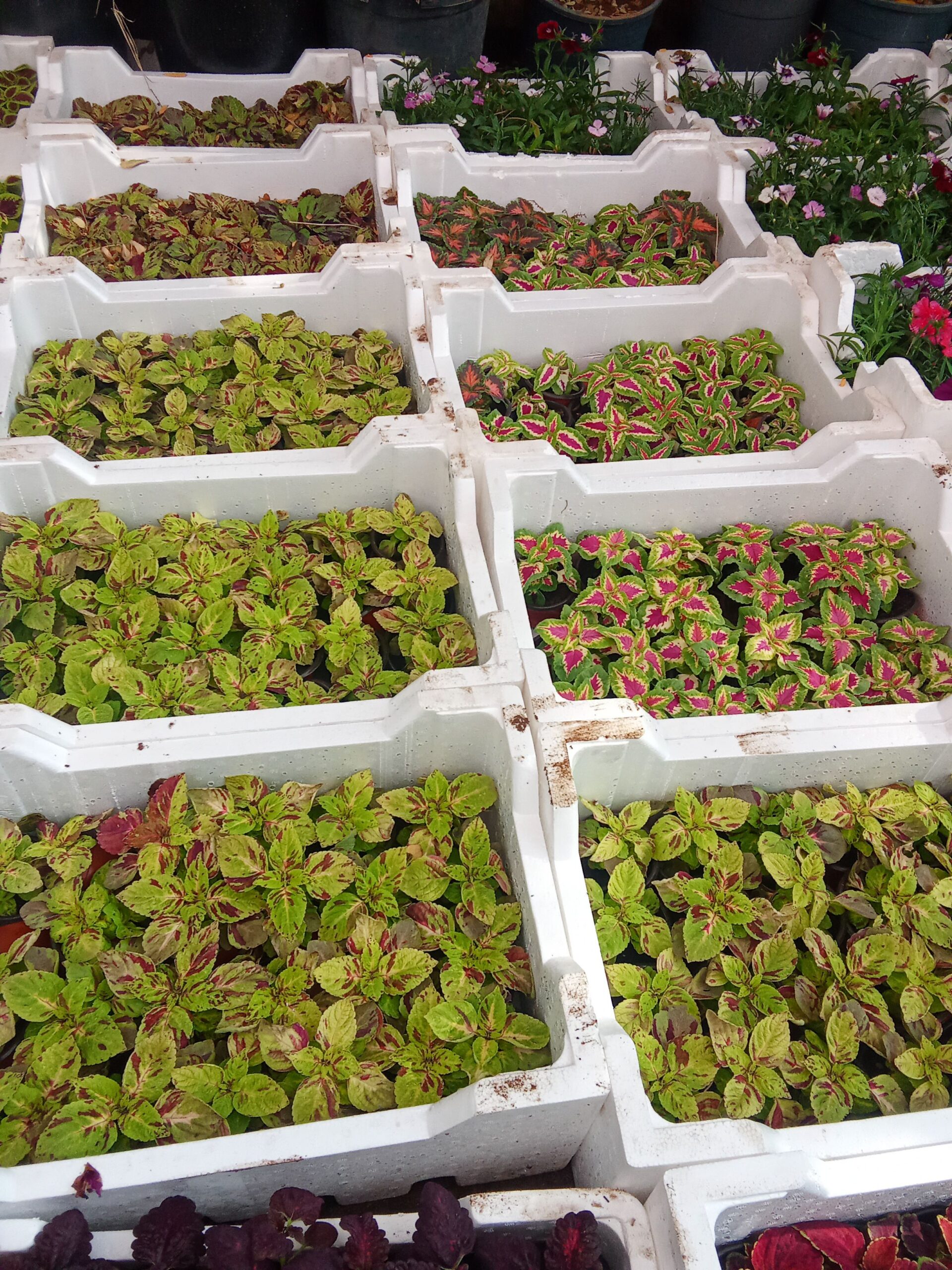 الرياض حي الملك فهد