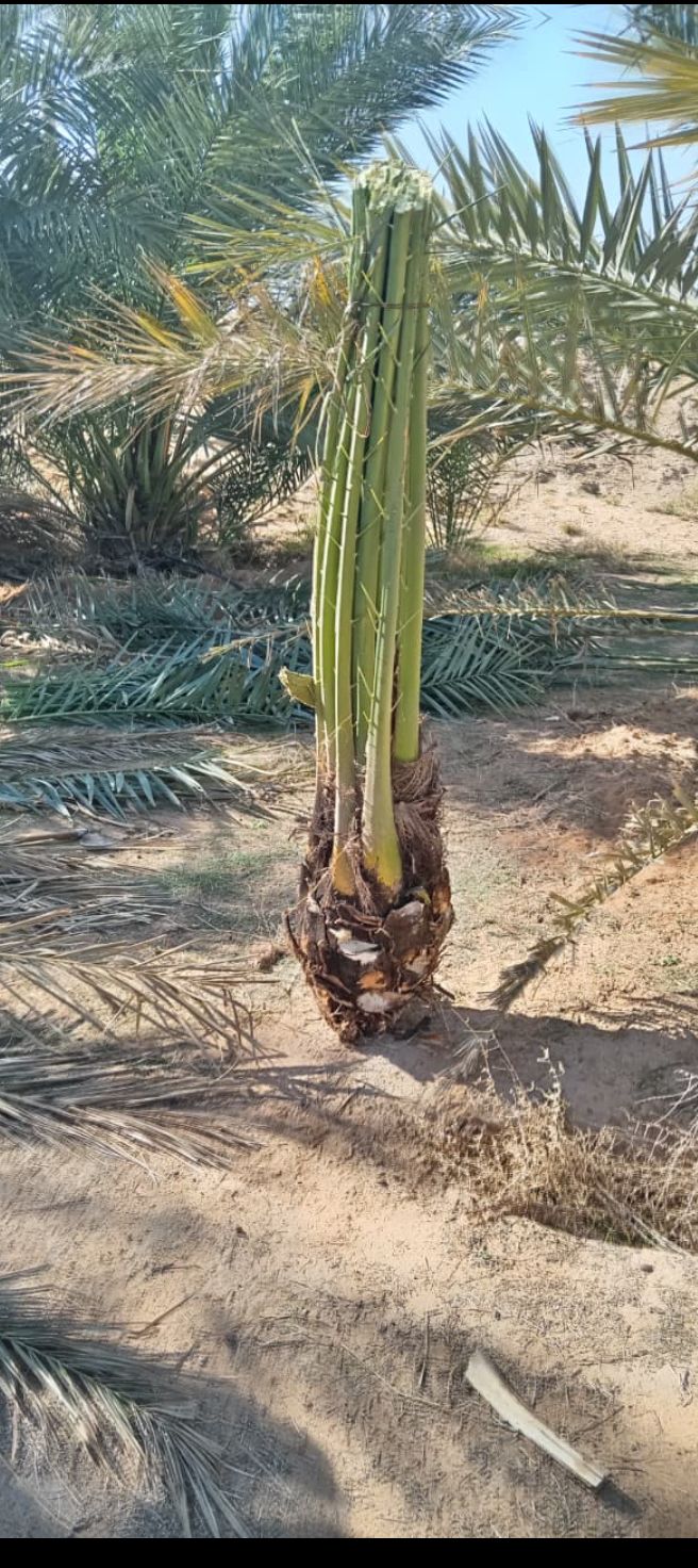 نخل مثمر للبيع توصيل شامل جميع المناطق