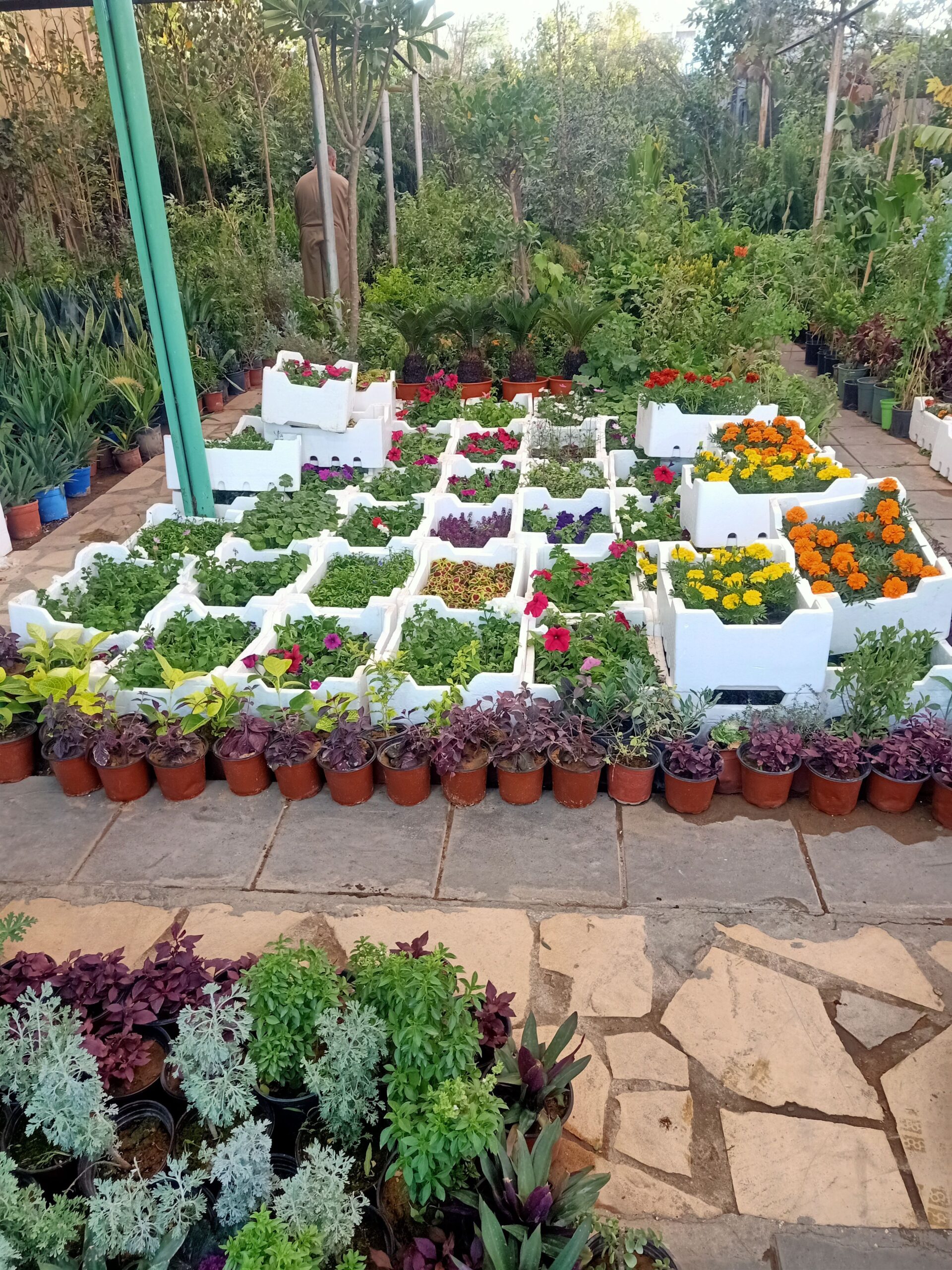 مشتل زراعي الرياض حي الملقا طريق الملك سلمان