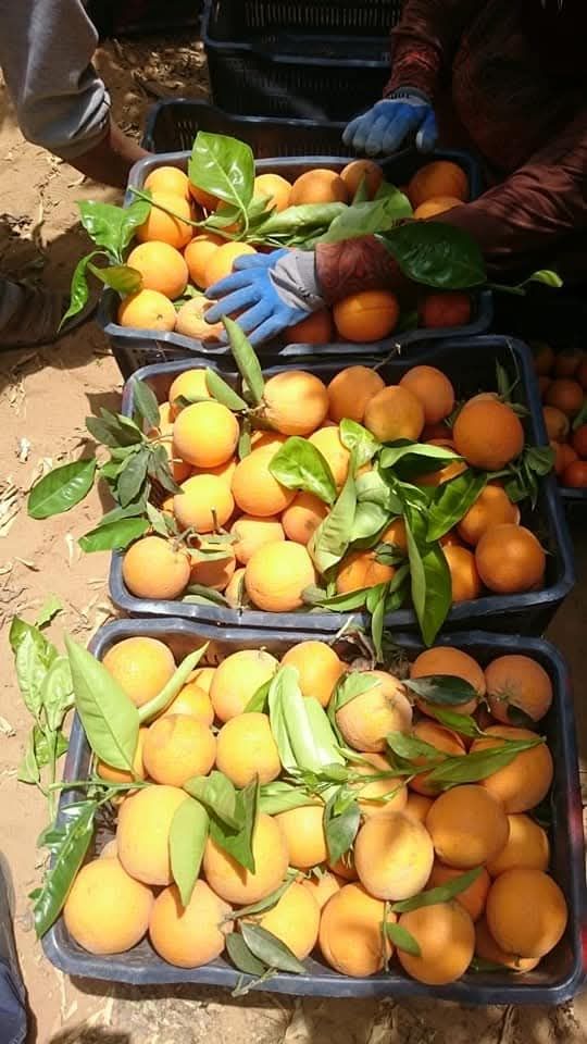 برتقال بصره فريش