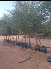 99ce8d06-df2e-4b77-a306-15b109ae25ca