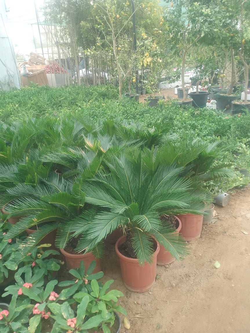 مشتل تنسيق حدائق شبكات ري وجميع انواع النخيل والأش