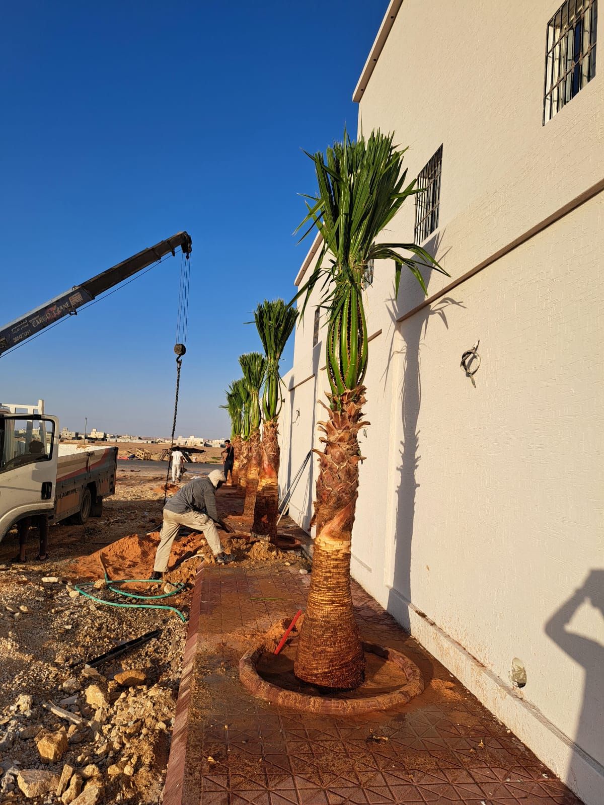 نخل واشنطن زينه أمريكي للبيع 0537883348