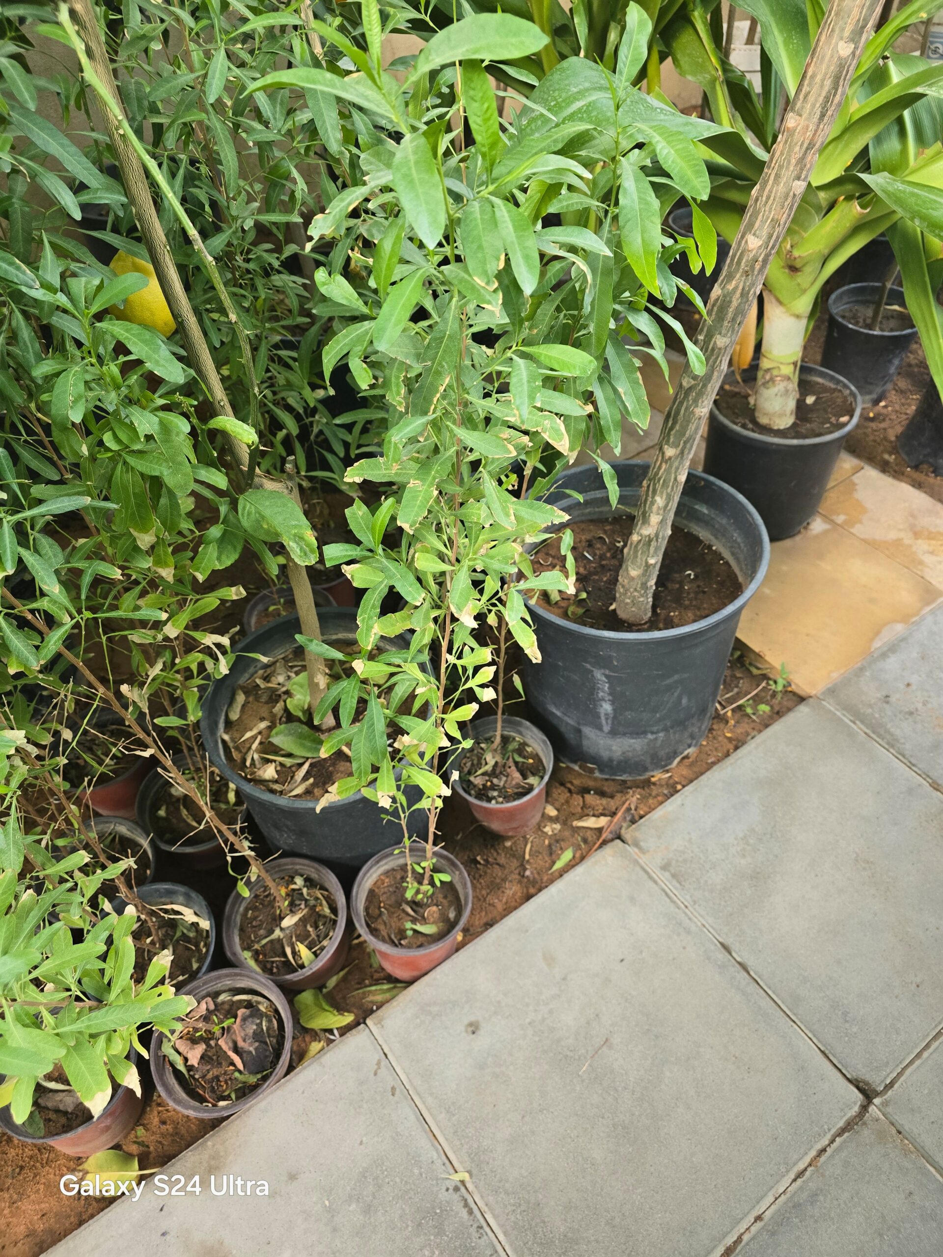 مشتل تنسيق حدائق شبكات ري وجميع انواع النخيل والأش