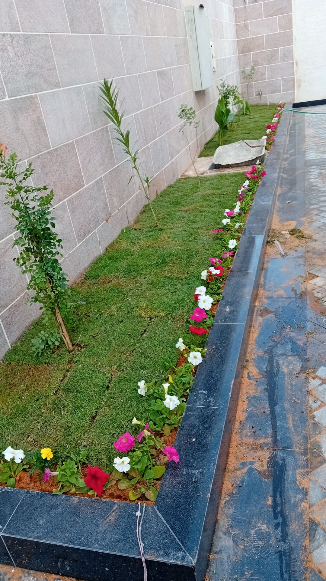 مشتل تنسيق حدائق شبكات ري وجميع انواع النخيل والأش