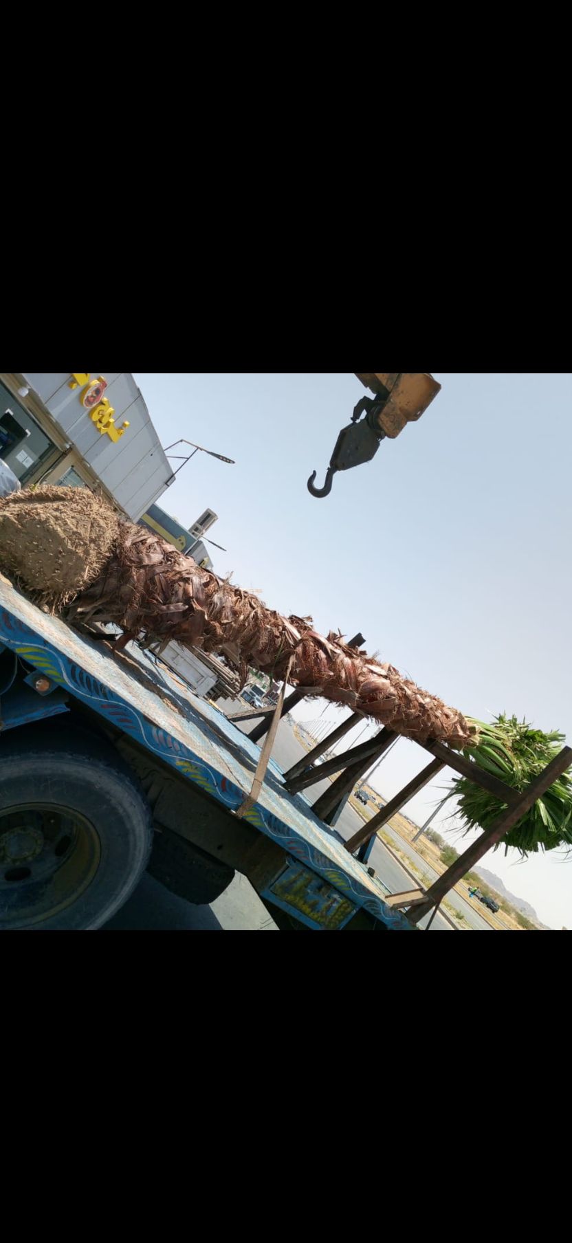 نخل مثمر للبيع توصيل شامل جميع المناطق