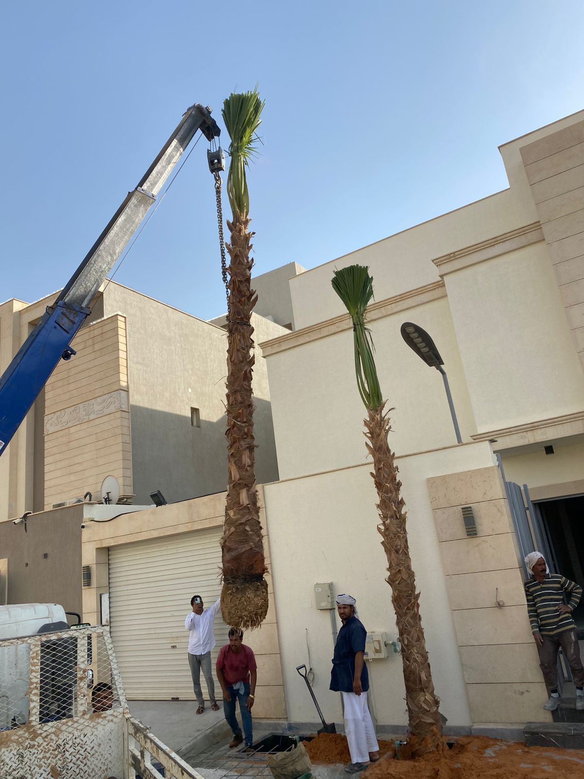 نخل واشنطن زينه أمريكي للبيع 0537883348