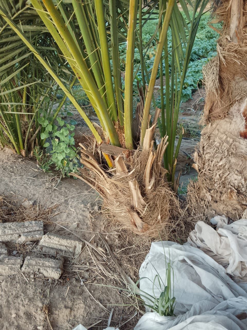 طبان نخل الجميع الشغل في النخل والتقليم العنب والت