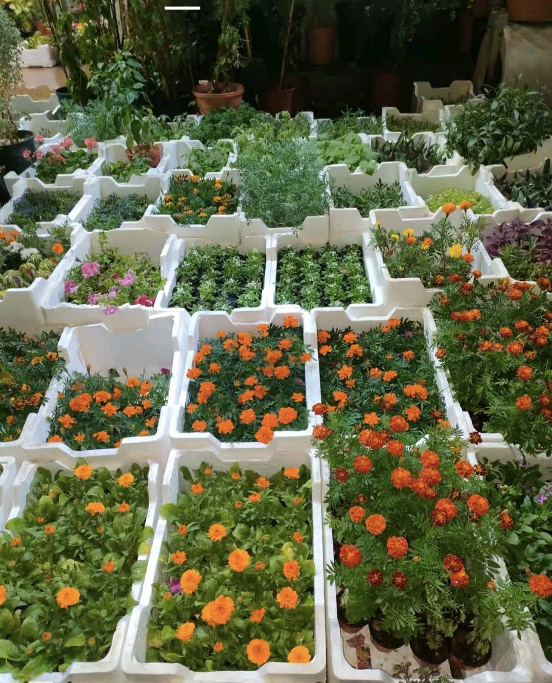 تنسيق الحدايق بالعشب الطبيعي والصناعي فن واعمال ال