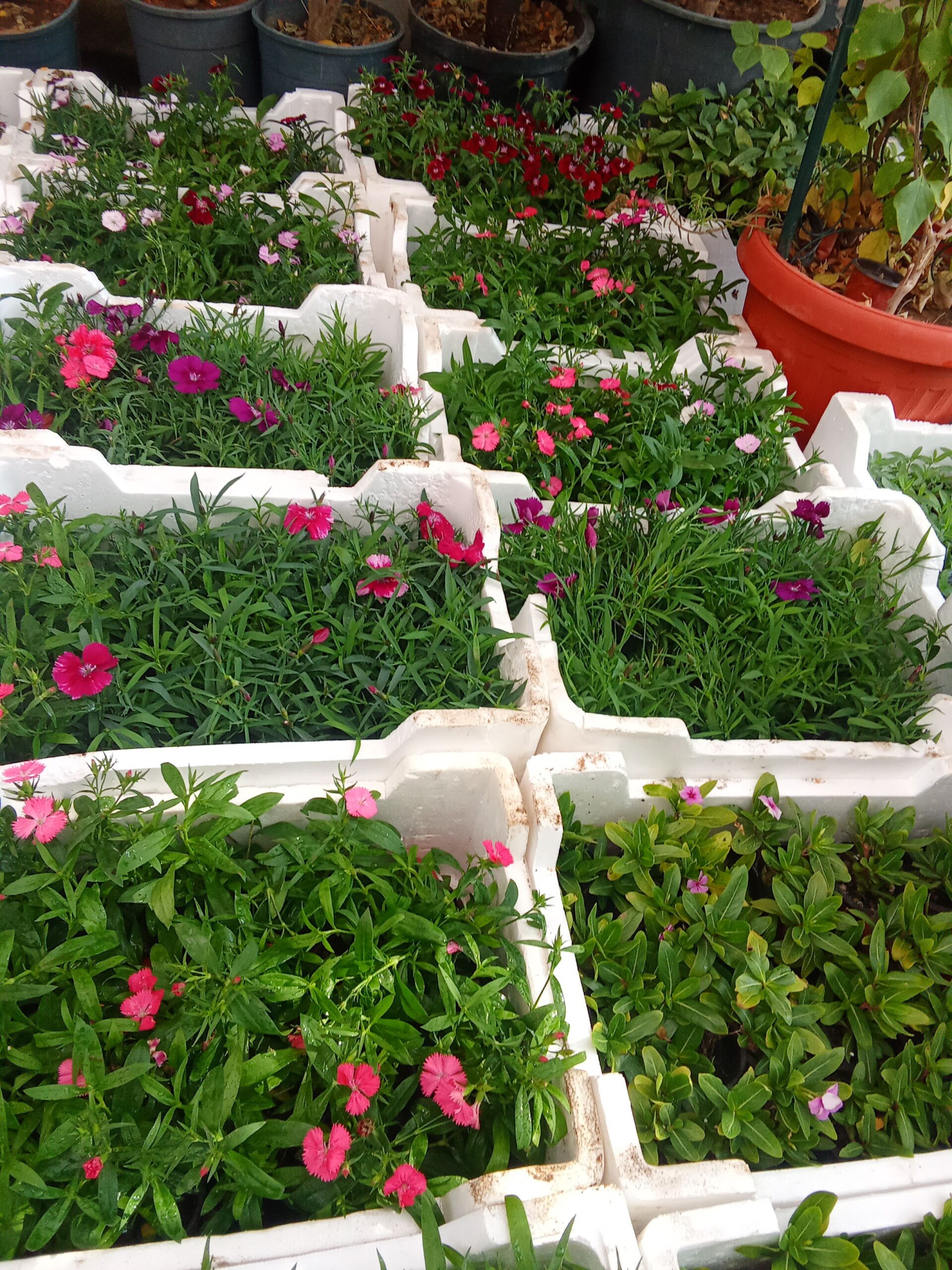 حي الملك فهد