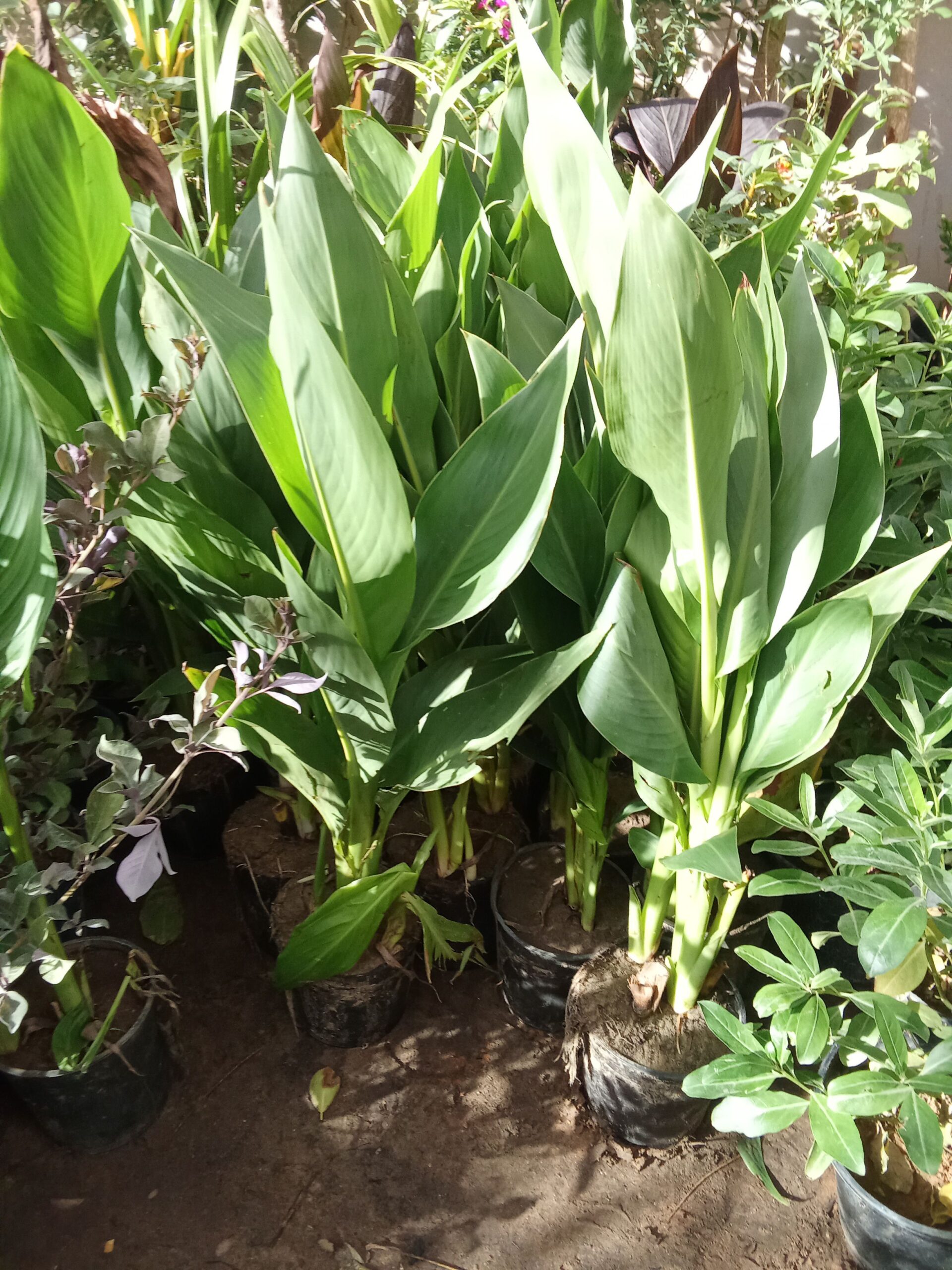 حي الملك فهد