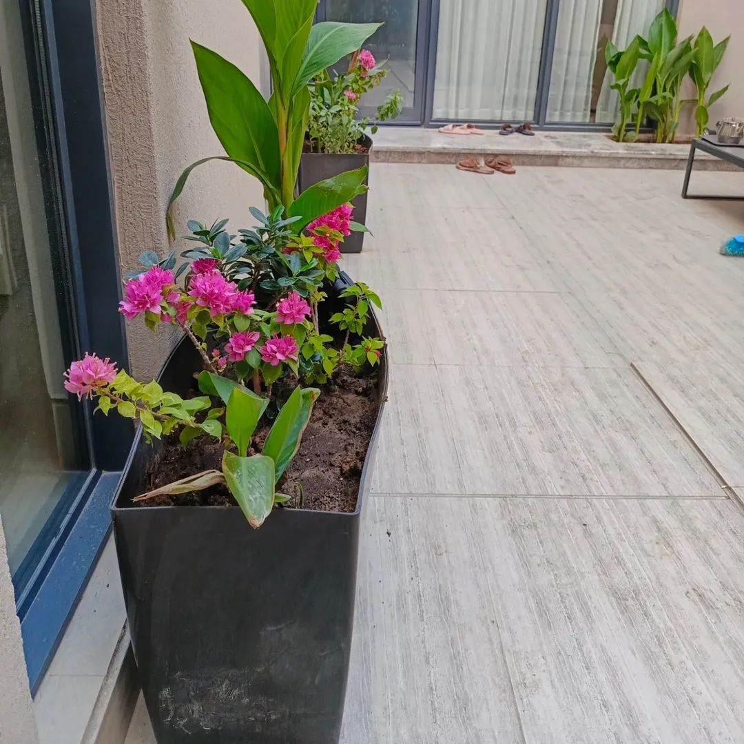 مشتل زراعي الرياض حي الملقا طريق الملك سلمان