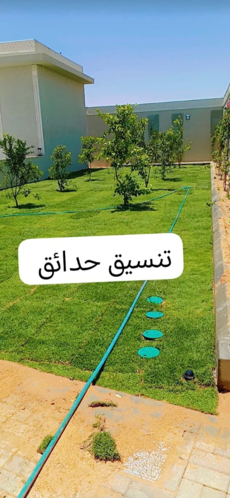 نخل مثمر للبيع توصيل شامل جميع المناطق