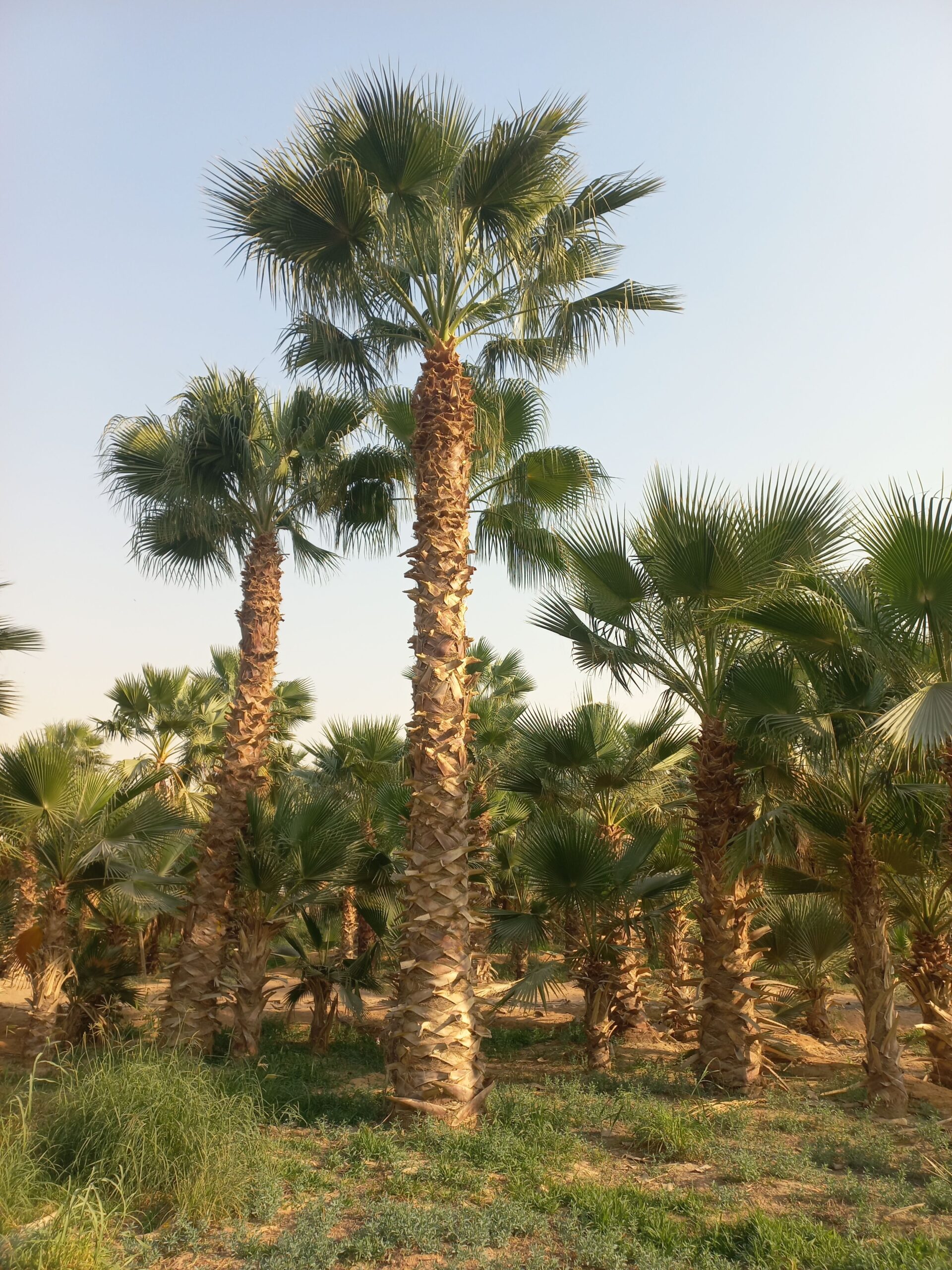 نخل واشنطن زينه أمريكي للبيع 0537883348