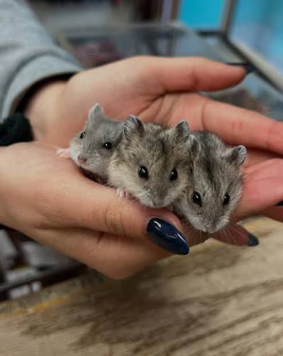 قداد جونغاري للبيع في المدينه المنوره