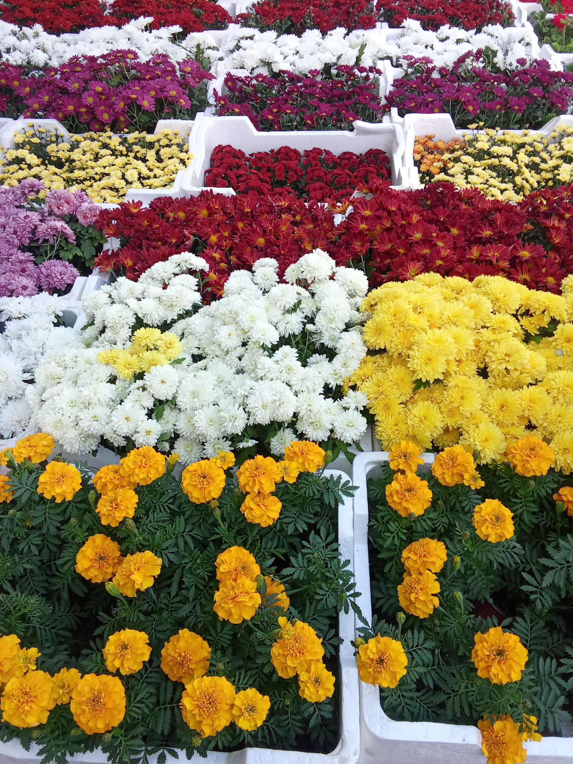 الرياض حي الملك فهد