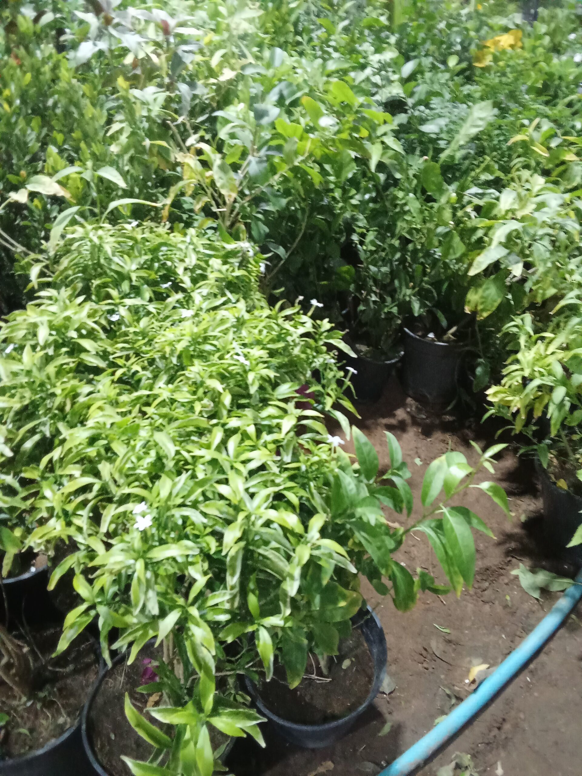 الرياض حي الملك فهد