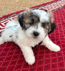 f9dd201a-9976-4b5e-b25d-8d151f6520af